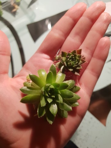 20180703_222358_resized